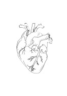 Heart Anatomy Line Art | Create your own poster