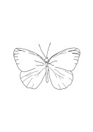 Butterfly Line Art | Create your own poster