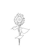 Sunflower Line Art | Create your own poster
