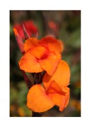 Bright Orange Flowers | Create your own poster