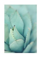 Agave Plant Leaves | Create your own poster