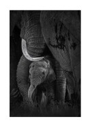 Newborn Elephant With Mother | Create your own poster