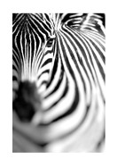 Zebra Portrait | Create your own poster