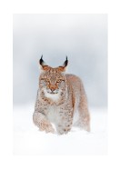 Lynx In Winter Landscape | Create your own poster