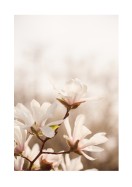 Magnolia Flowers In Spring | Create your own poster
