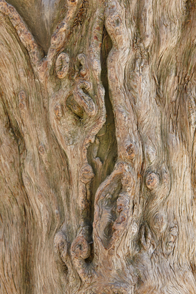 Tree Details