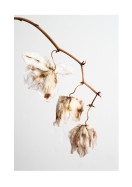 Dried Flower Petals | Create your own poster