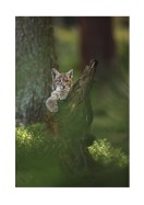 Wild Lynx In Nature | Create your own poster