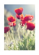 Poppies In The Evening Sun | Create your own poster