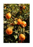 Ripe Oranges | Create your own poster