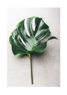 Monstera Leaf | Create your own poster