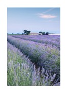 Lavender Fields In France | Create your own poster
