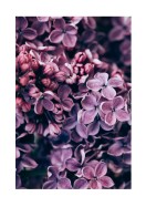 Purple Lilac Bloom | Create your own poster