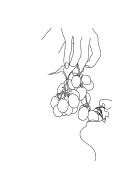 Grapes Line Art | Create your own poster