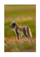 Arctic Fox In The Wild | Create your own poster