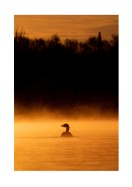 Duck In Morning Light | Create your own poster