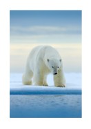 Polar Bear In The Wild | Create your own poster