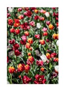 Field Of Colorful Tulips | Create your own poster