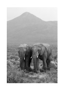 Two Elephants In Black And White | Create your own poster