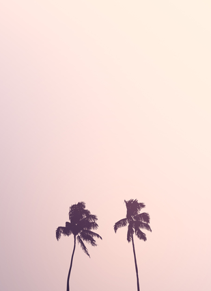 Palm Tree Silhouettes Against Pink Sky