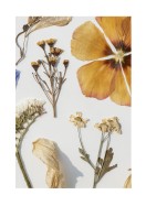 Dried Flowers Collection | Create your own poster